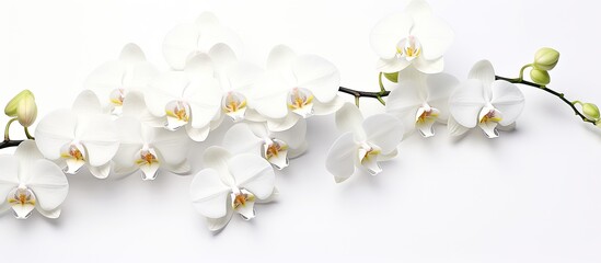 The beautiful Phalaenopsis blossoms gracefully midst of nature showcasing its delicate white petals against a pristine white background The fragrance it emits fills the air adding a touch of
