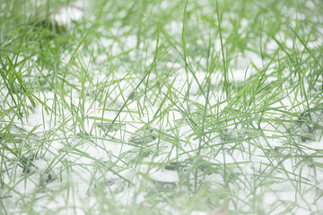 closeup of snow covered grass