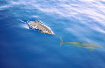 Wild Hawaiian Spinner Dolphins swimming on the Bow of a Boat in Hawaii 