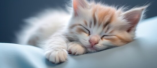 The cute kitten with soft fur and perky ears laid peacefully pets relaxing embrace as the...