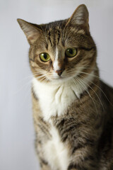 cute portrait of a cat in the house, close-up