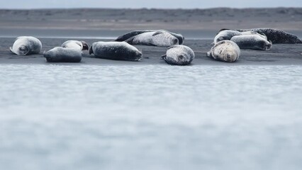 Many fur seals lie on Atlantic beach in Iceland. Sea Lions living in a national park. Sea animals relax on the beach with black volcanic sand.