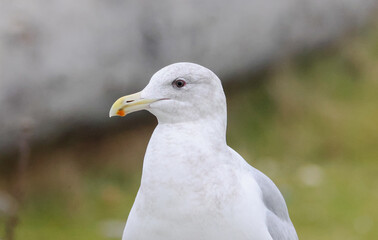Iceland Gull