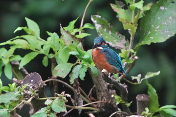 common kingfisher on a branch