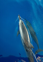 Wild Hawaiian Spinner Dolphins swimming on the Bow of a Boat in Hawaii 
