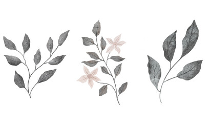 branch with gray leaves and beige flowers. Hand drawn watercolor illustration. Delicate clipart for wedding decor, cards, fabrics. Isolated object, botanical stylized picture. - obrazy, fototapety, plakaty