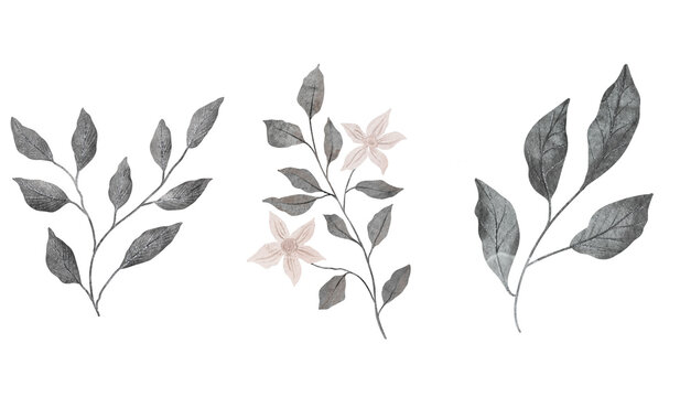 branch with gray leaves and beige flowers. Hand drawn watercolor illustration. Delicate clipart for wedding decor, cards, fabrics. Isolated object, botanical stylized picture.