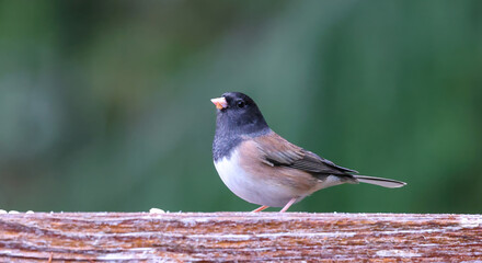Dark Eyed Junco