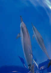 Wild Hawaiian Spinner Dolphins swimming on the Bow of a Boat in Hawaii 