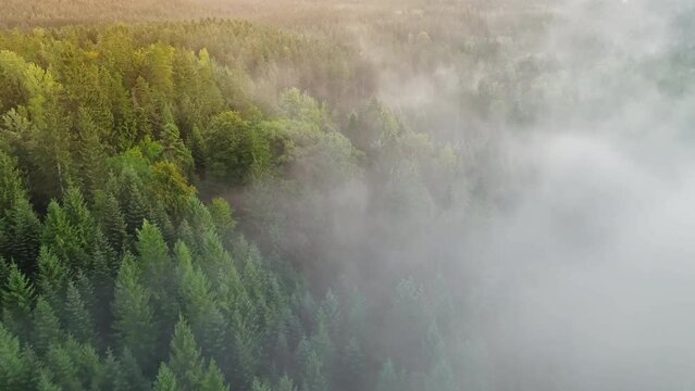 Drone flies through a cloud over the forest at an early hour
