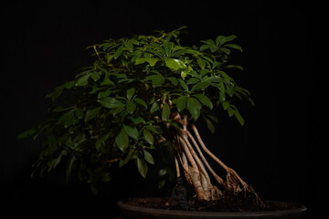 Besonderer Bonsai Baum vor dunklem Hintergrund