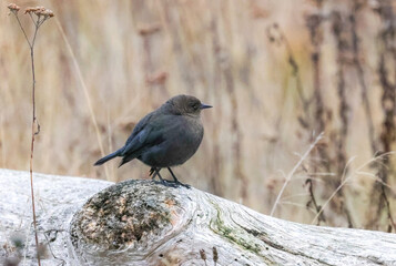 Brewer's Blackbird