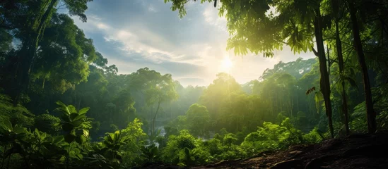 Foto op Aluminium The lush green landscape of the tropical jungle in Thailand creates a stunning backdrop with the sunlight filtering through the leaves of the towering trees casting a beautiful light on the  © TheWaterMeloonProjec