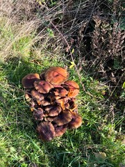 mushroom in the forest