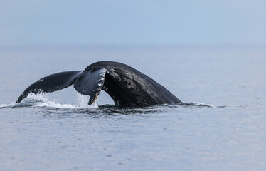 Humpback Tail