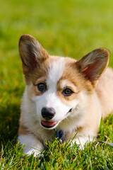 Portrait of a small Pembroke Welsh Corgi puppy on the green grass on a sunny day. Smiles and looks at the camera. Cheerful, mischievous dog. Care concept, animal life, health, exhibitions, dog breeds