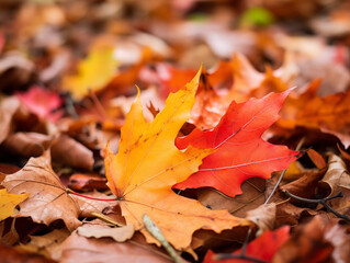 Naklejka na ściany i meble Close-up of vibrant autumn leaves on the ground