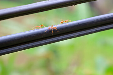 Ameisen auf Stromkabel