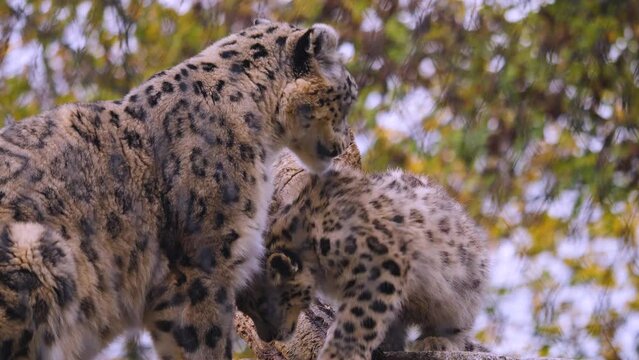 Close up of a baby and mother snow leopard head grooming