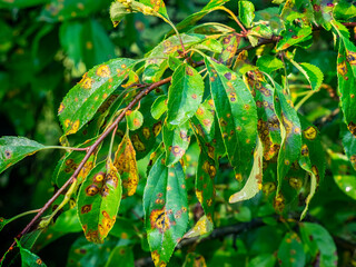A leaf spot is a limited, discoloured, diseased area of a leaf that is caused by fungal, bacterial or viral plant diseases, or by injuries from nematodes, insects, environmental factors, toxicity