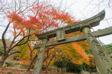 紅葉の神社（大分県国東市）