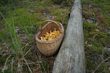 Basket full of chanterelle mushrooms next to a fallen tree in a forest in southern Lithuania