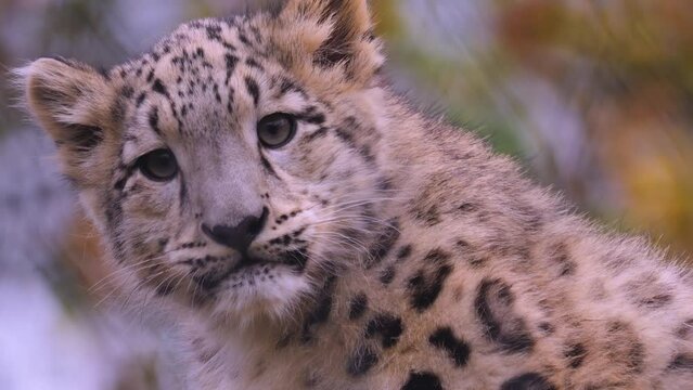 Close up of a baby snow leopards head and face	