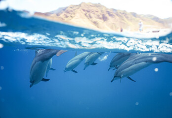 Wild Hawaiian Spinner Dolphins swimming in Hawaii 