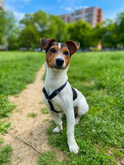 Close-up of a Jack Russell terrier dog - 678418375