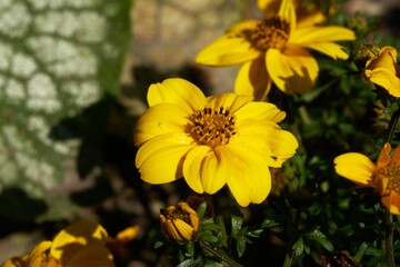 Closeup shot of yellow aspilia flowers blooming in a garden