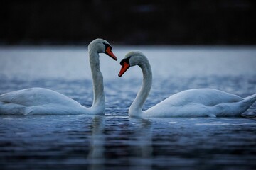Romantic white swans in the water forming a heart shape