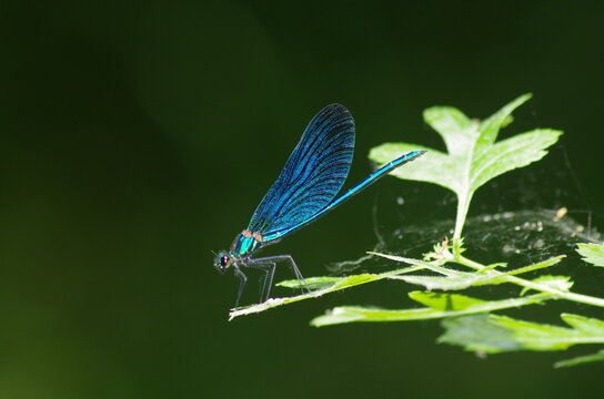 libellula