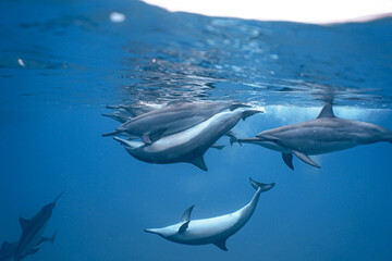 Wild Hawaiian Spinner Dolphins swimming in Hawaii  - obrazy, fototapety, plakaty