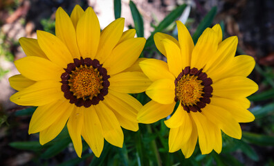 Obraz premium yellow flowers in the garden