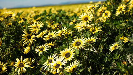 Daisies