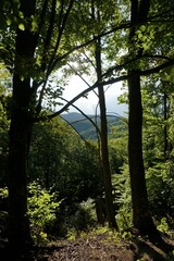 Obraz premium Mesophilic oak-hornbeam forest view on a sunny day with sunlight making shadows