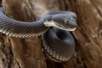 black viper snake on a wood
