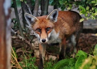 Closeup of a cute red fox (Vulpes vulpes) staring at the camera