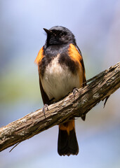 Closeup of male American Redstart bird on diagonal vine branch