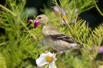Female American Goldfinch gathering cosmos flower petals for the interior lining of its nest