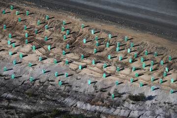 Aerial View of Newly Planted and Protected Trees Along the Roadside