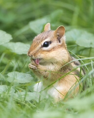Eastern Chipmunk washing its hands with the tongue