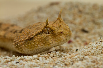 The desert horned viper . is a venomous species of viper native to the deserts of northern Africa.