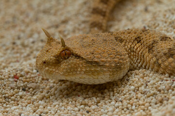 The desert horned viper . is a venomous species of viper native to the deserts of northern Africa.