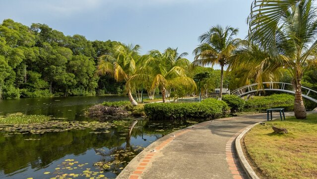 Mangroves on the coasts of Venezuela