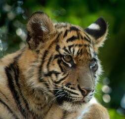 Closeup of a tiger looking around in the wilderness