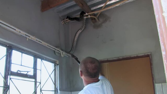 man trying to catch and safely remove and relocate african rock python hiding in the corner of the room at a farm in Botswana