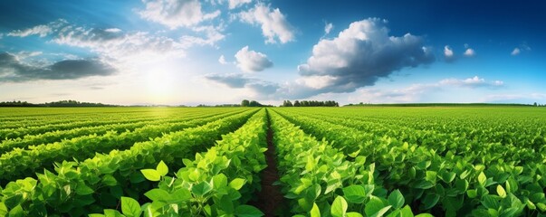 the beauty of a soybean plantation in full growth, with healthy green plants stretching across the field. The composition emphasizes the thriving agricultural landscape. - Powered by Adobe