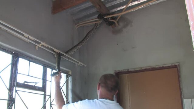 man with a shovel trying to catch and safely remove and relocate african rock python hiding in the corner of the room at a farm in Botswana