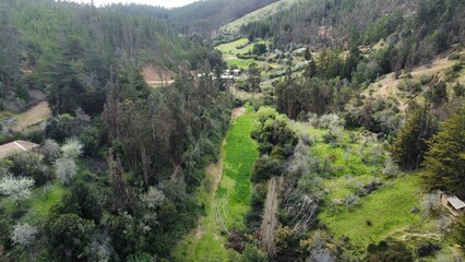 Fototapeta na wymiar Drone shot of lush green forests and fields
